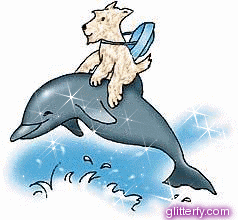 Dolphin And Dog Dolphin And Dog